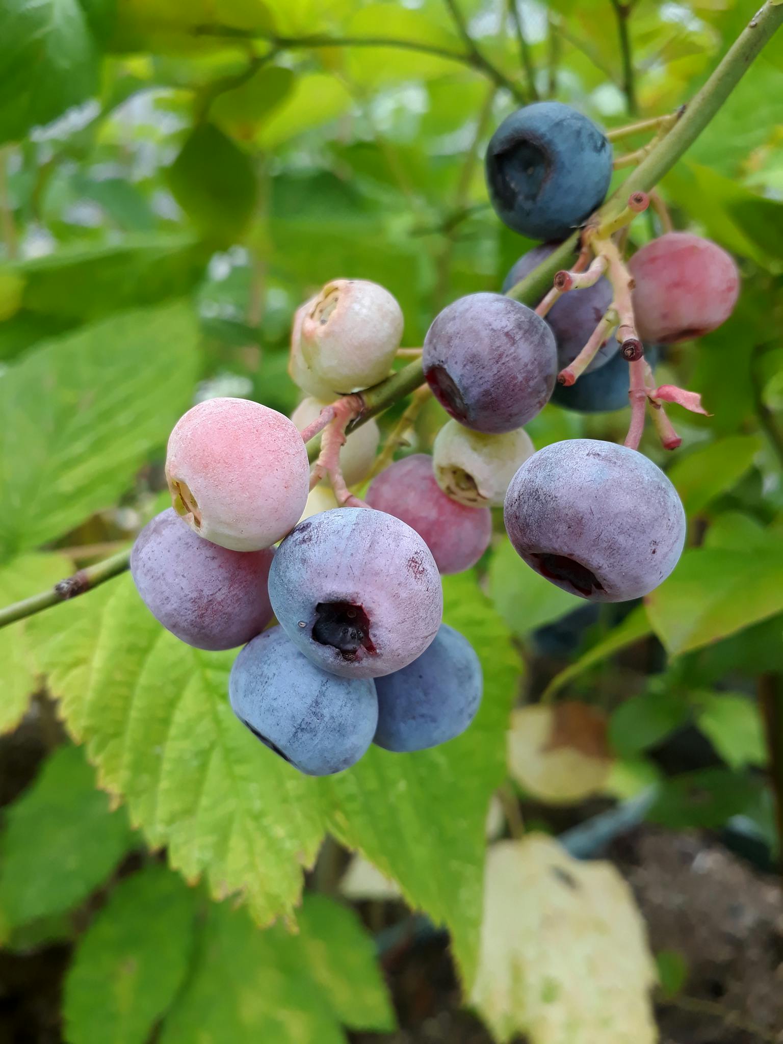 A detailed view of blueberries ripening on the bush, showcasing vibrant colors and natural growth.