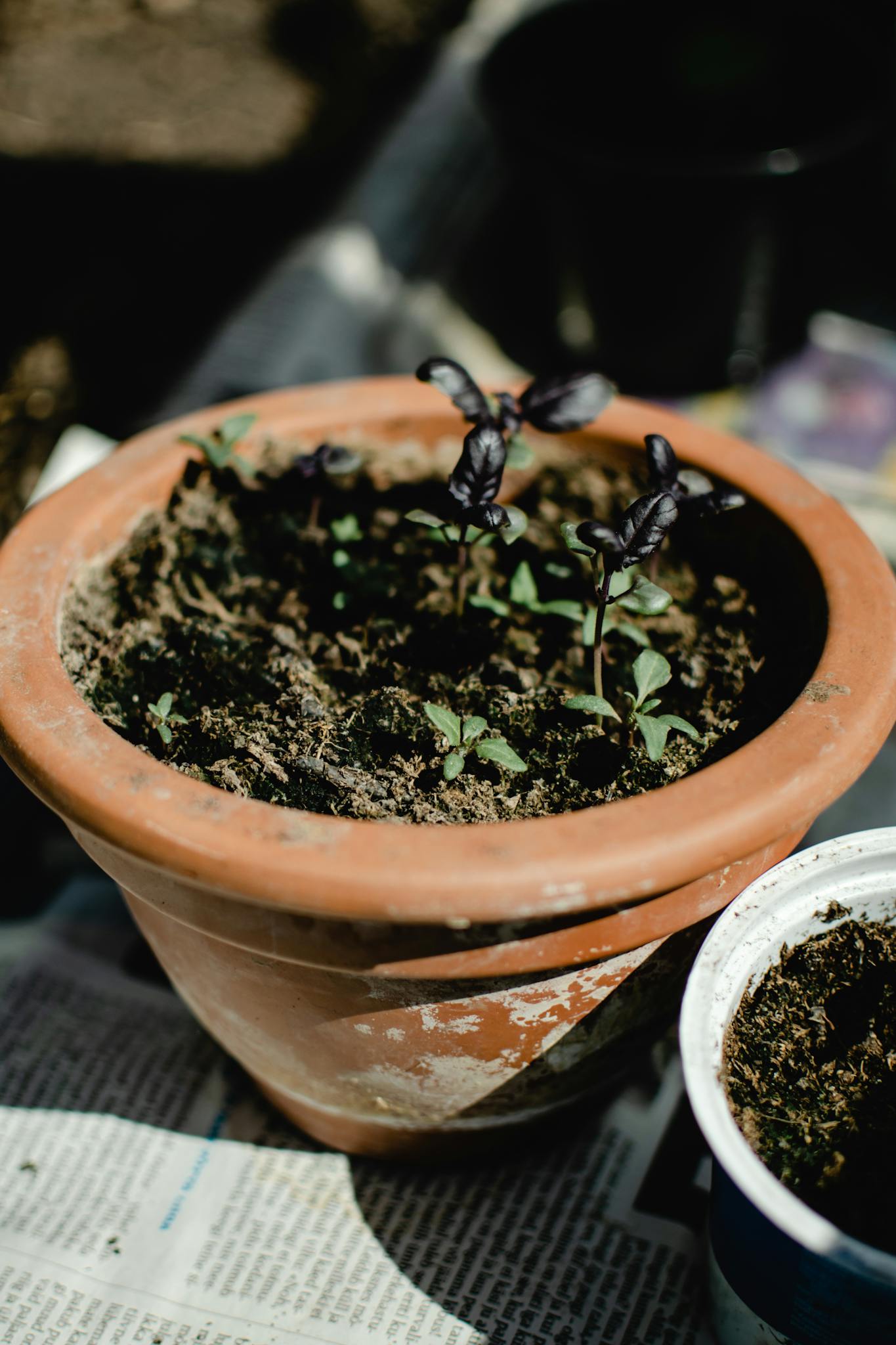 Close-up of seedlings in a clay pot, capturing early growth stages in a sunlit garden.