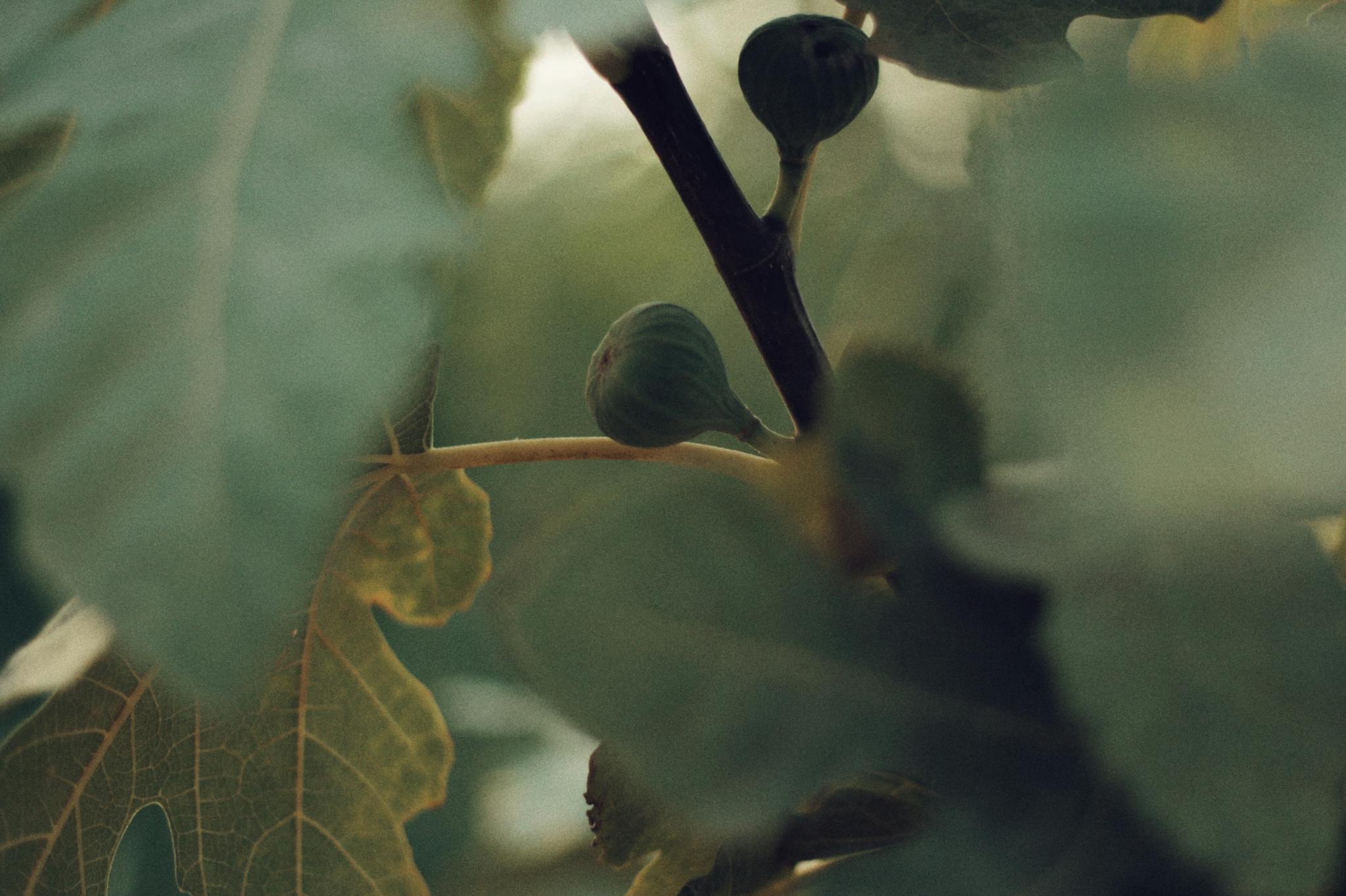 Detailed image of unripe figs and leaves on a fig tree branch, showcasing natural beauty.