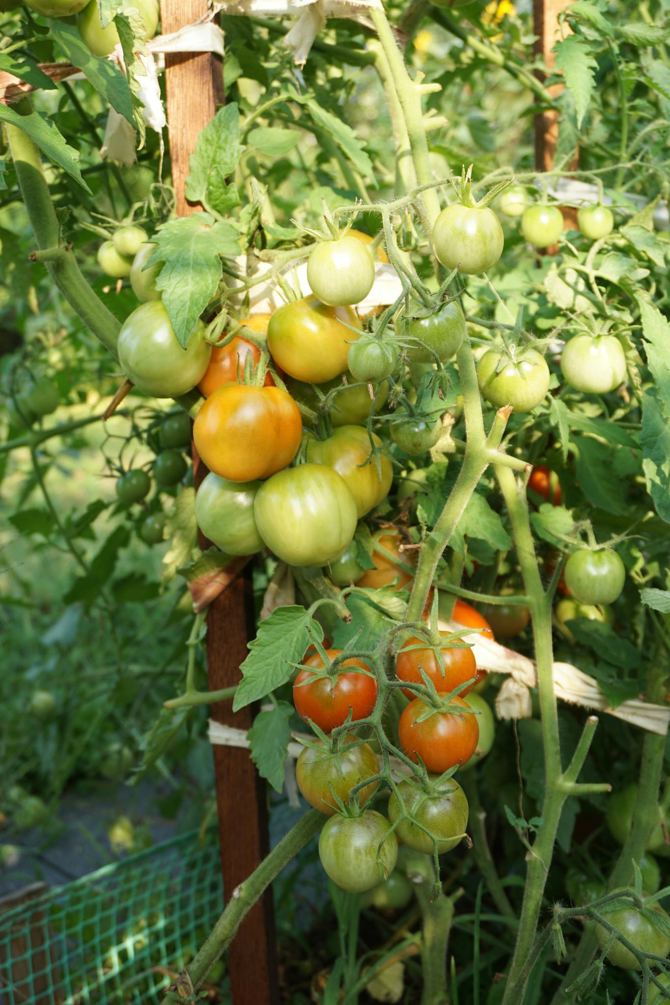Lush garden tomato plants with ripe and unripe fruits, bathed in sunlight.